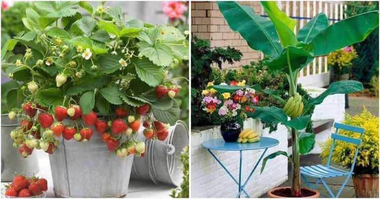 21 Fruits Que Vous Pouvez Cultiver Sur Un Balcon Un Toit Ou Un Patio Oxyenbrico 