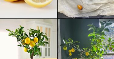 Cultiver des citronniers en pots à partir de graines de citrons achetés en magasin