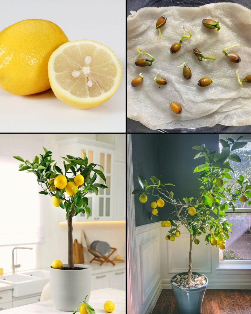 Cultiver des citronniers en pots à partir de graines de citrons achetés en magasin