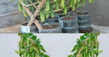 Cultiver Facilement des Mini-concombres dans de Petits Espaces