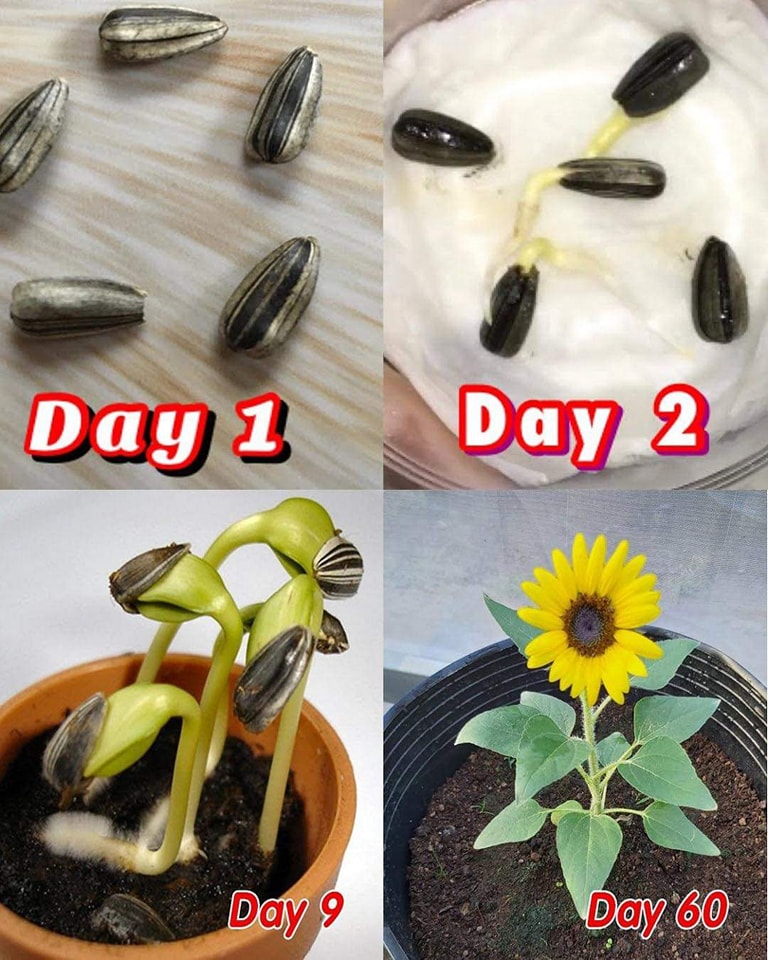 Cultiver le Soleil : Un Guide pour Cultiver des Tournesols en Pots à la Maison