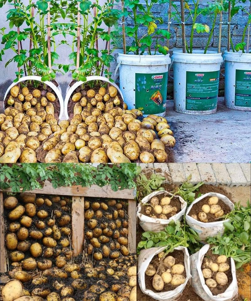 Conseils pour Cultiver de Gros Pommes de Terre : Guide pour une Récolte Abondante