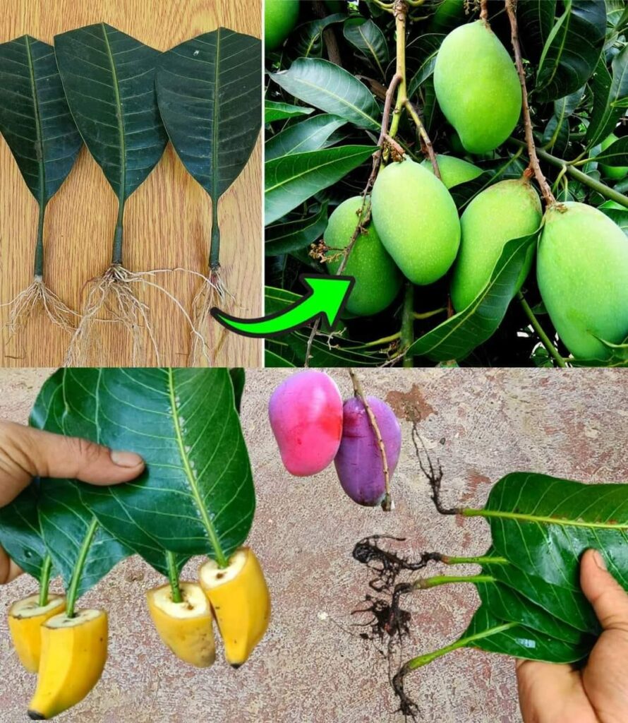 Cultiver des mangues à la maison : Les 4 étapes clés pour choisir la graine
