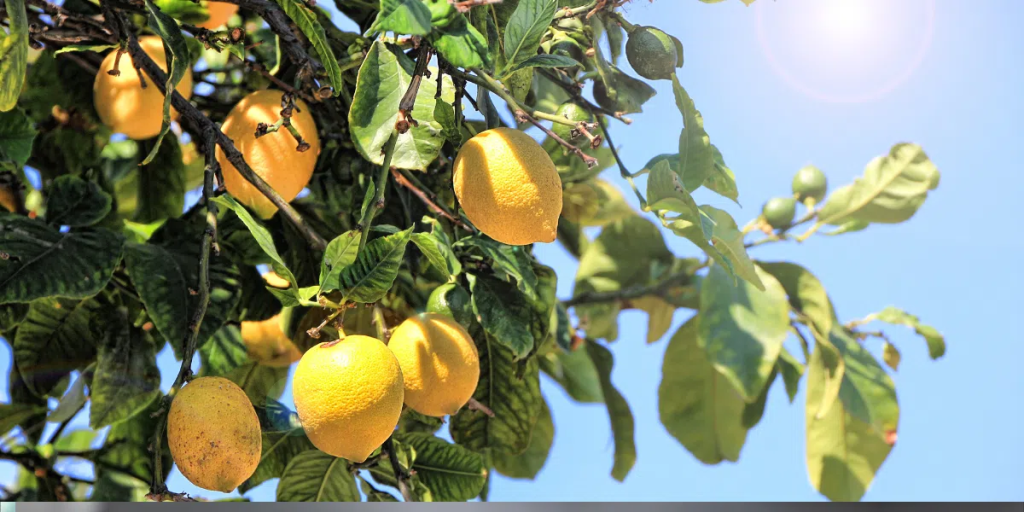 Sélection de Boutures de Citron en Bonne Santé 